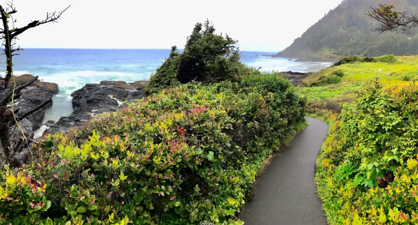 Cape Perpetua Scenic Area photo 7