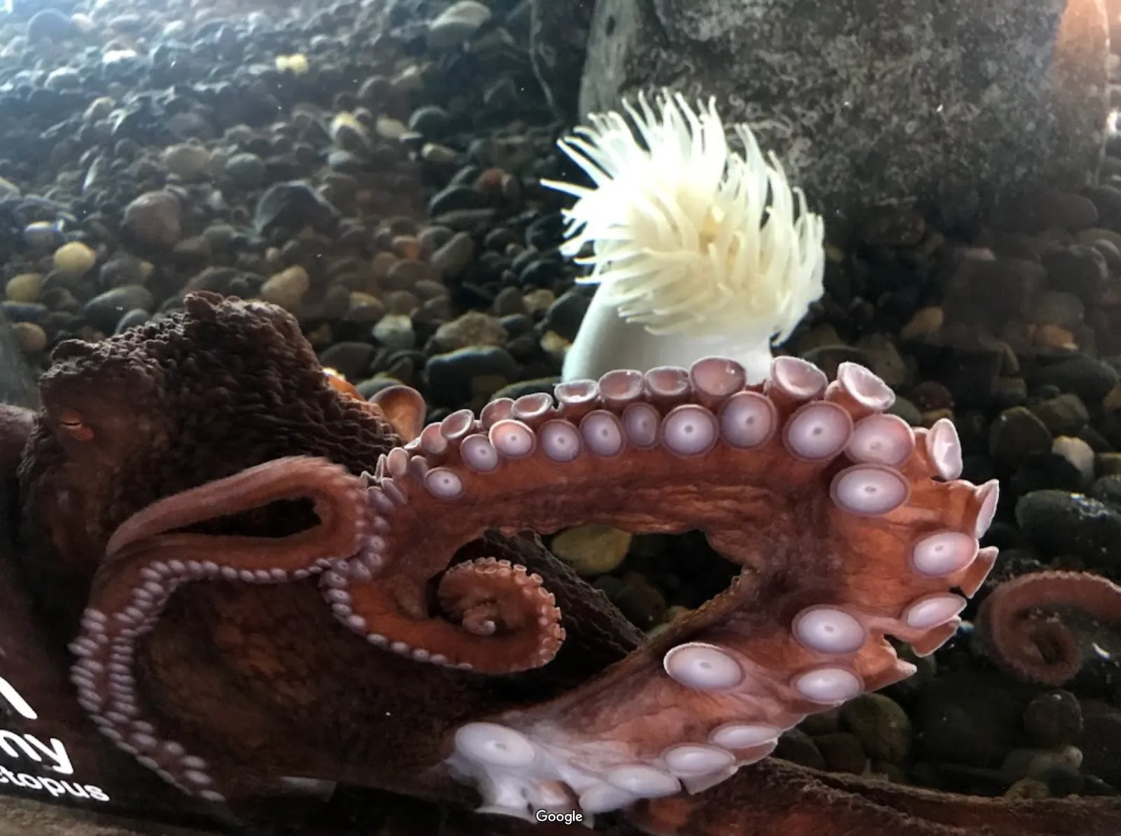 Hatfield Marine Science Center photo 10