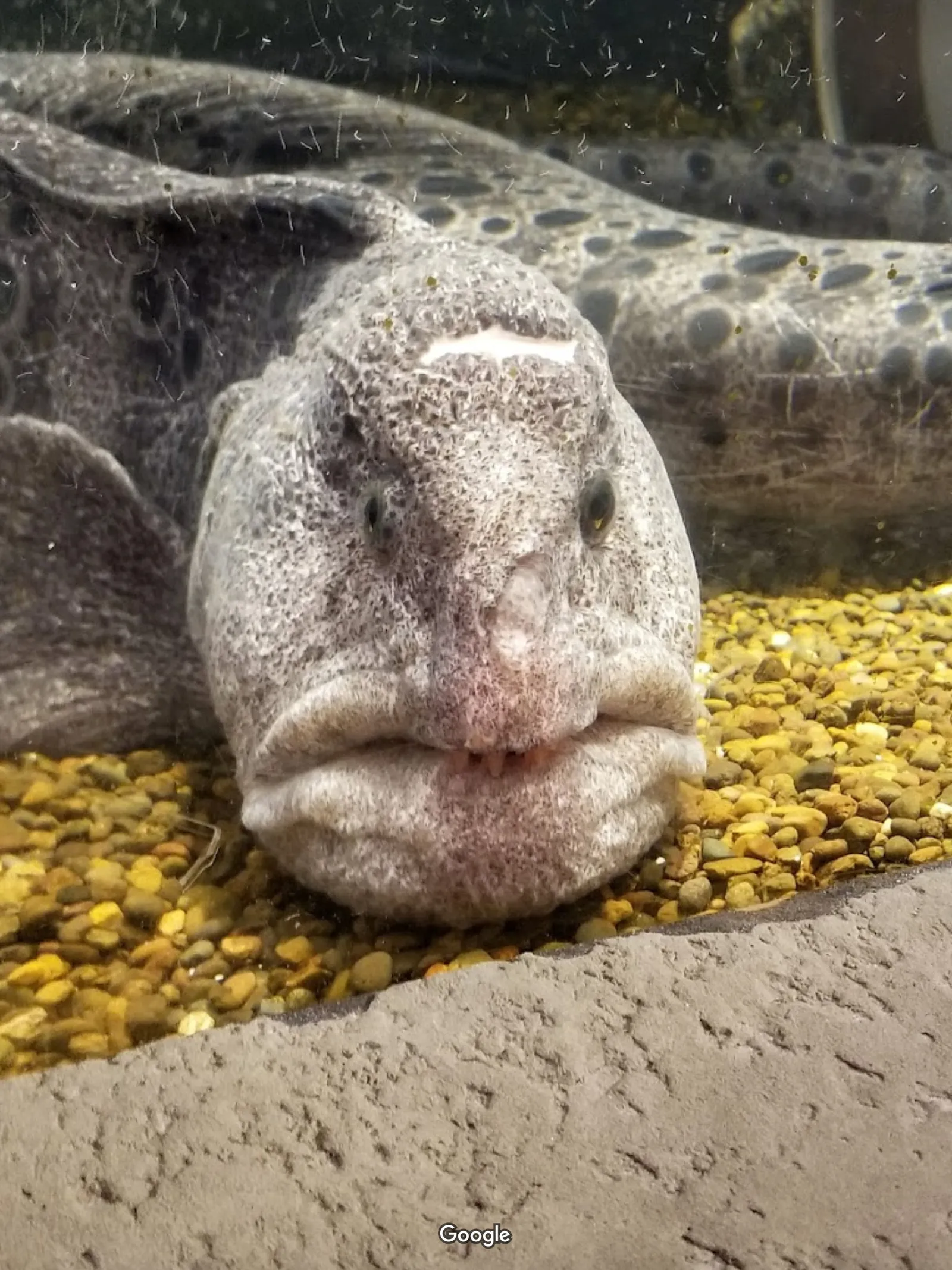 Hatfield Marine Science Center photo 11