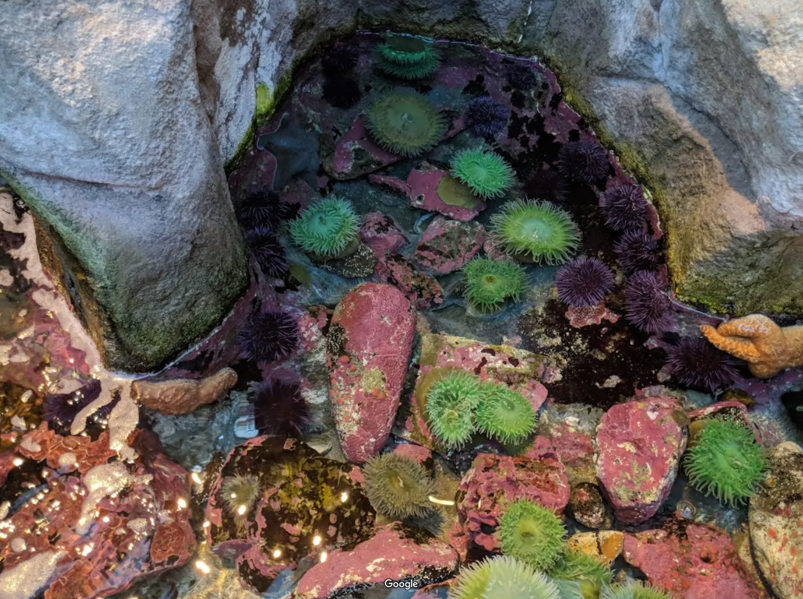 Hatfield Marine Science Center photo 12