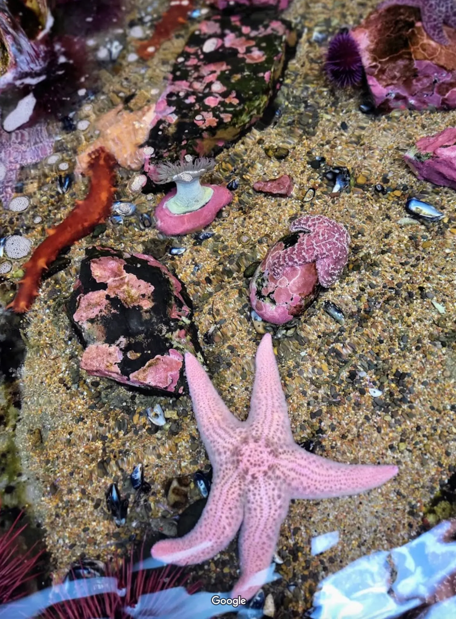 Hatfield Marine Science Center photo 2