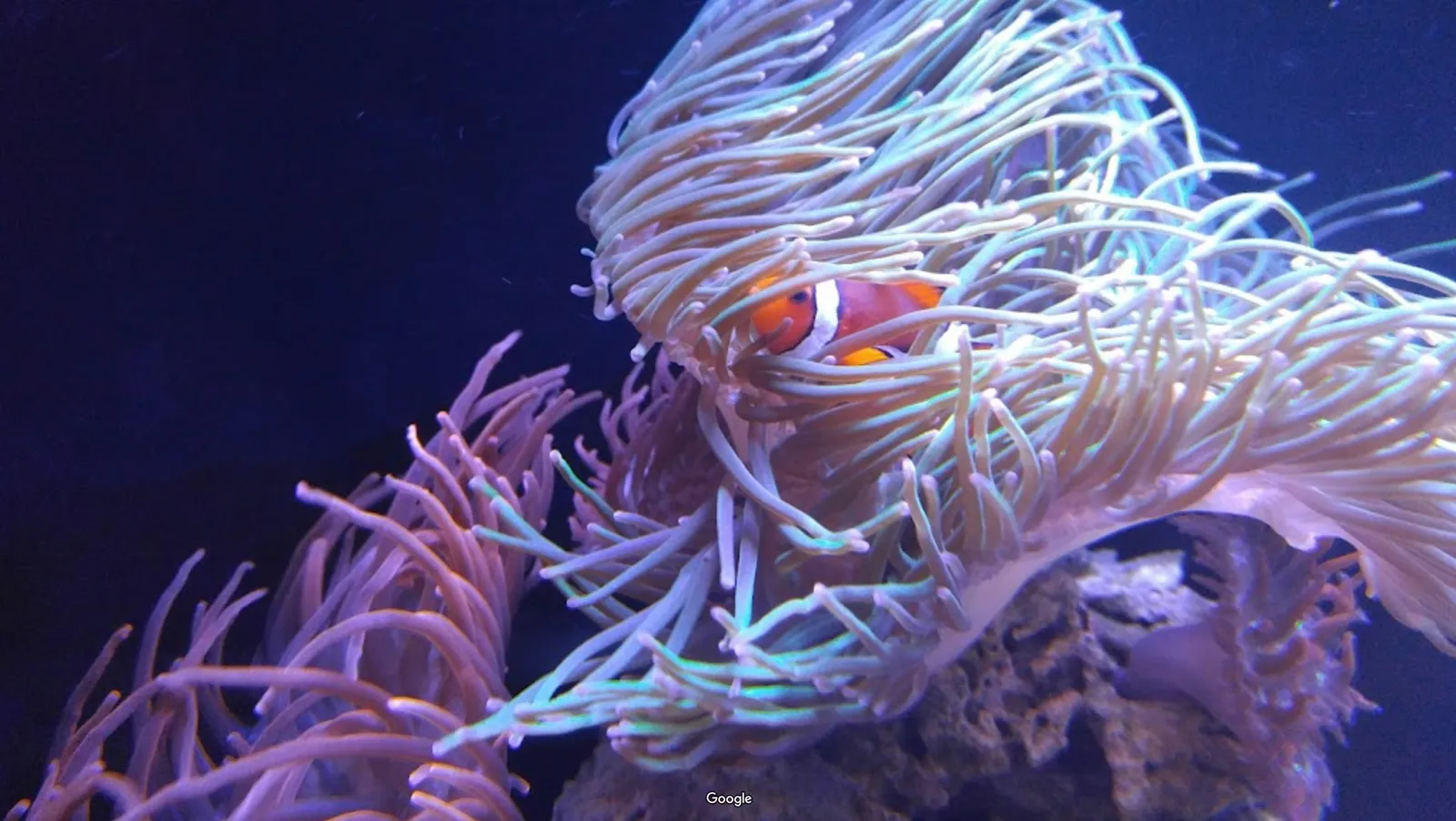 Hatfield Marine Science Center photo 3