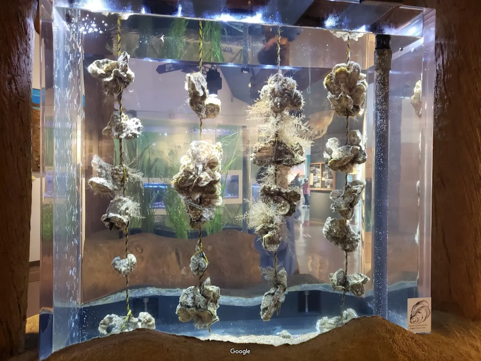 Hatfield Marine Science Center photo 4