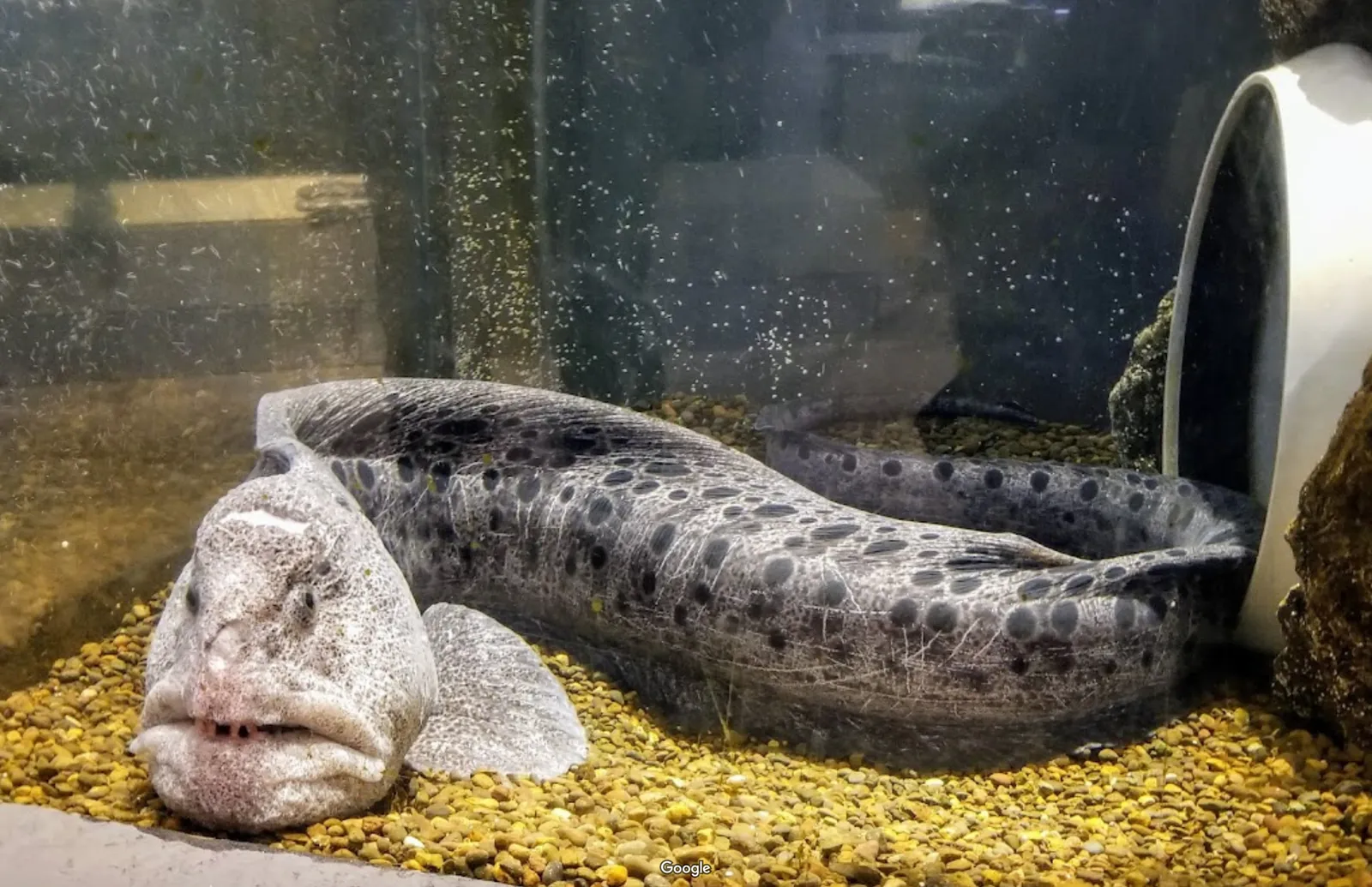 Hatfield Marine Science Center photo 5