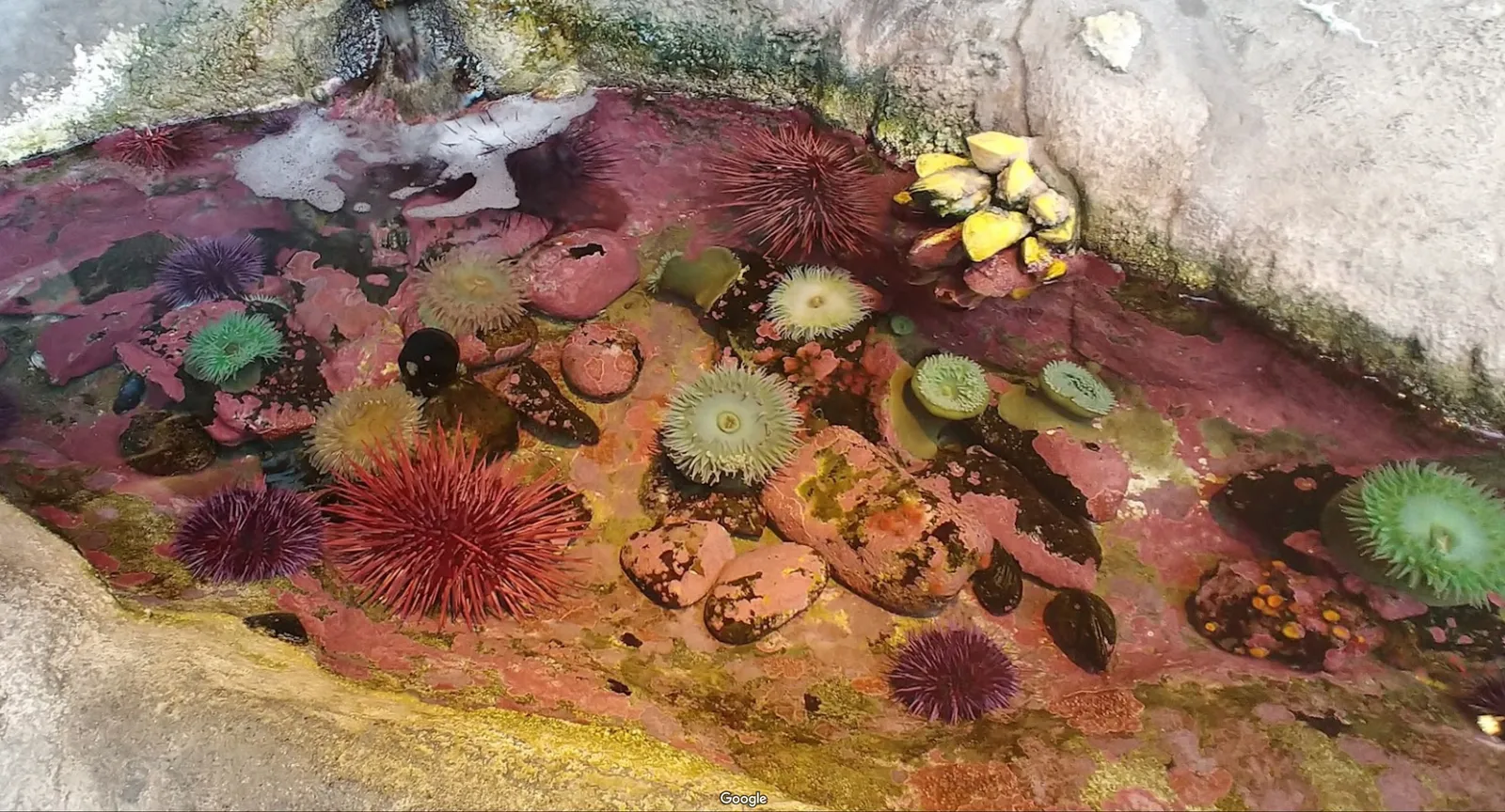 Hatfield Marine Science Center photo 6