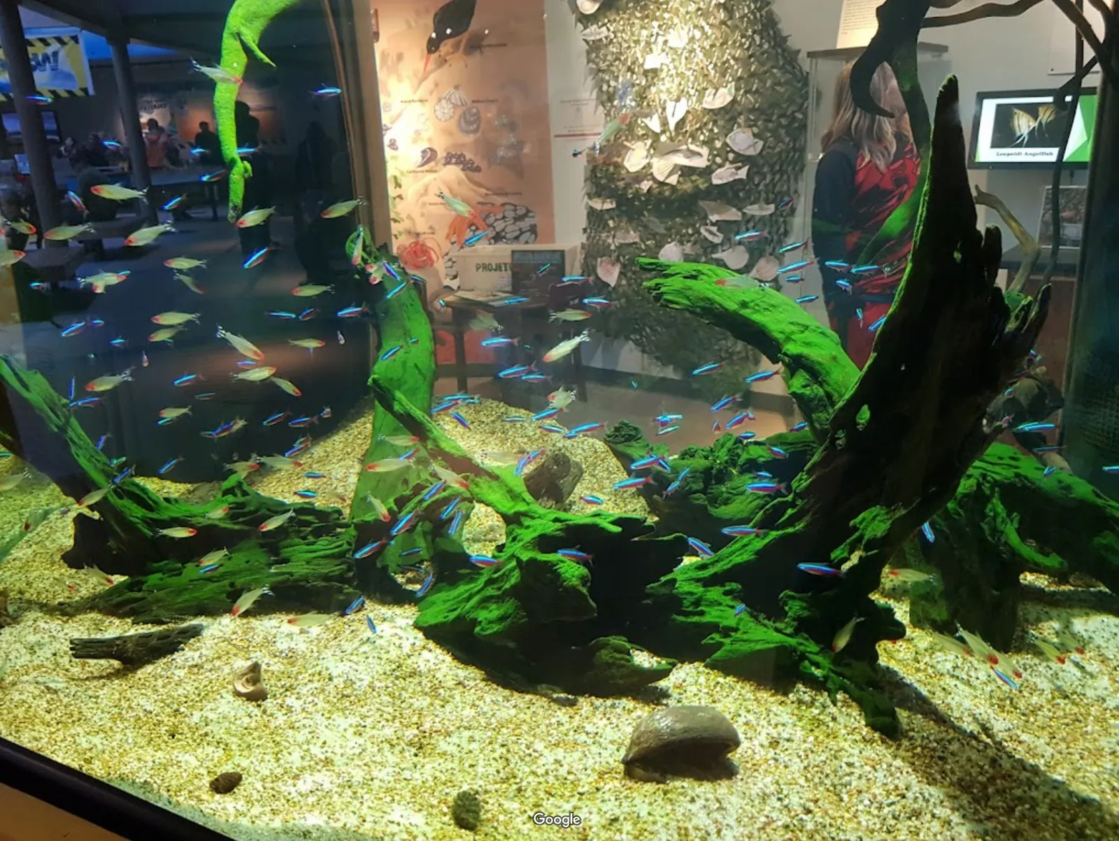 Hatfield Marine Science Center photo 7