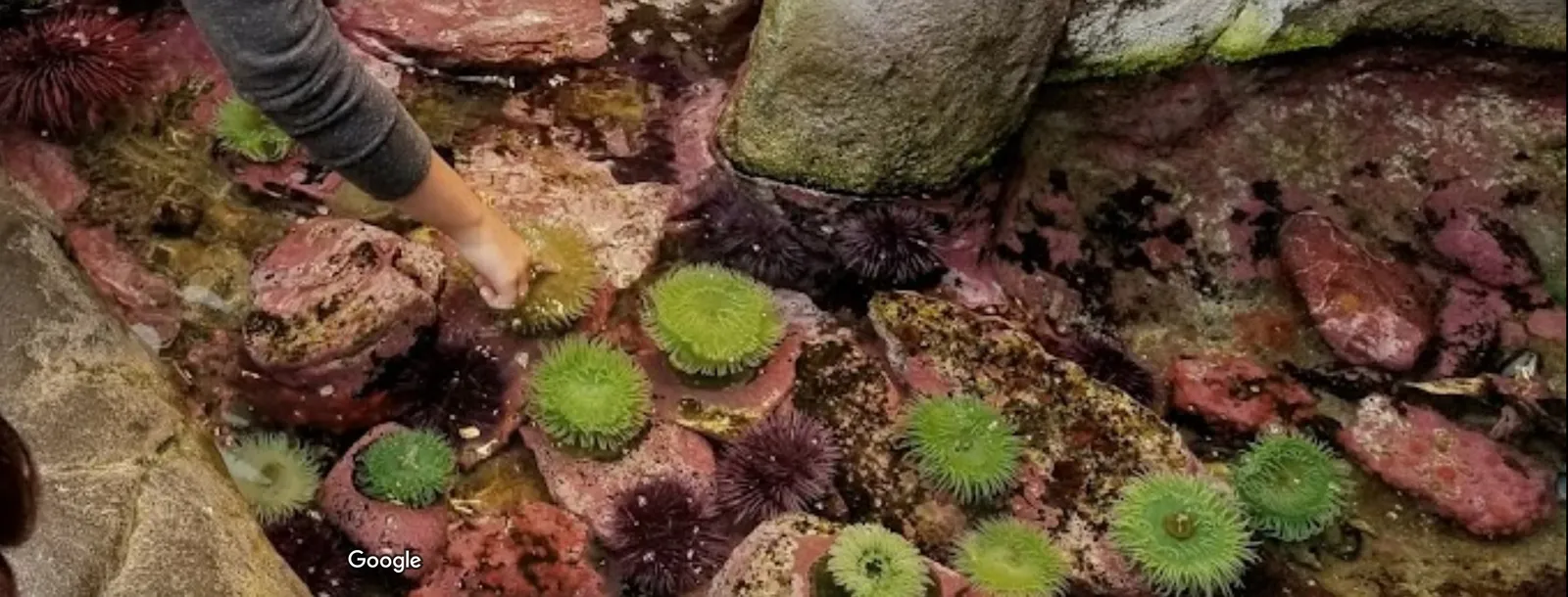 Hatfield Marine Science Center photo 8