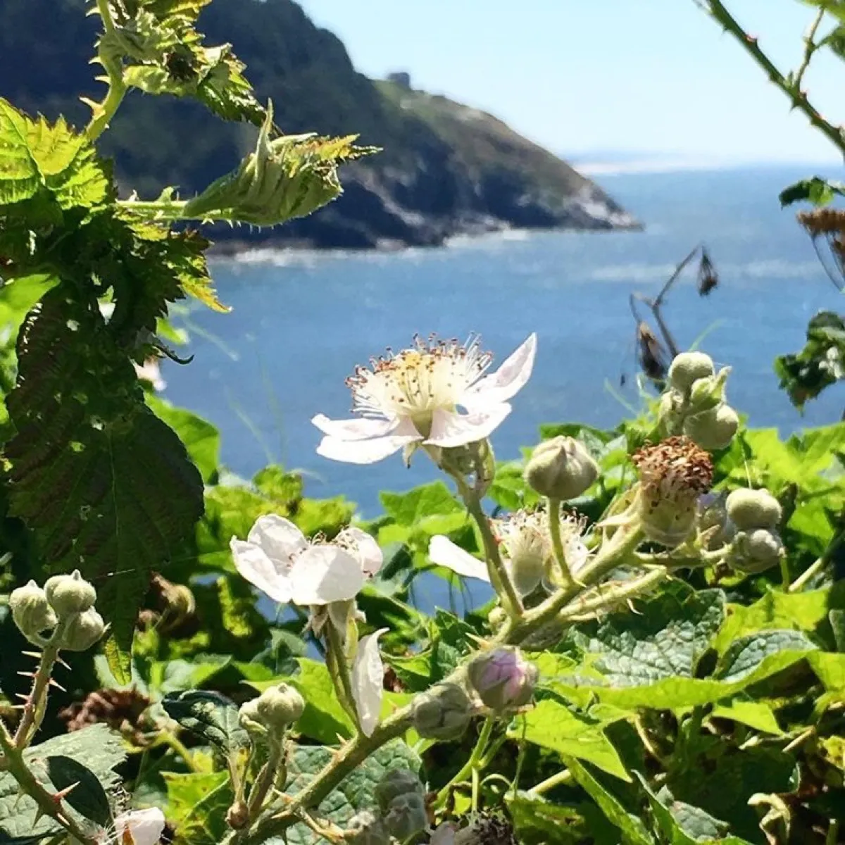 Heceta Head Lighthouse photo 7