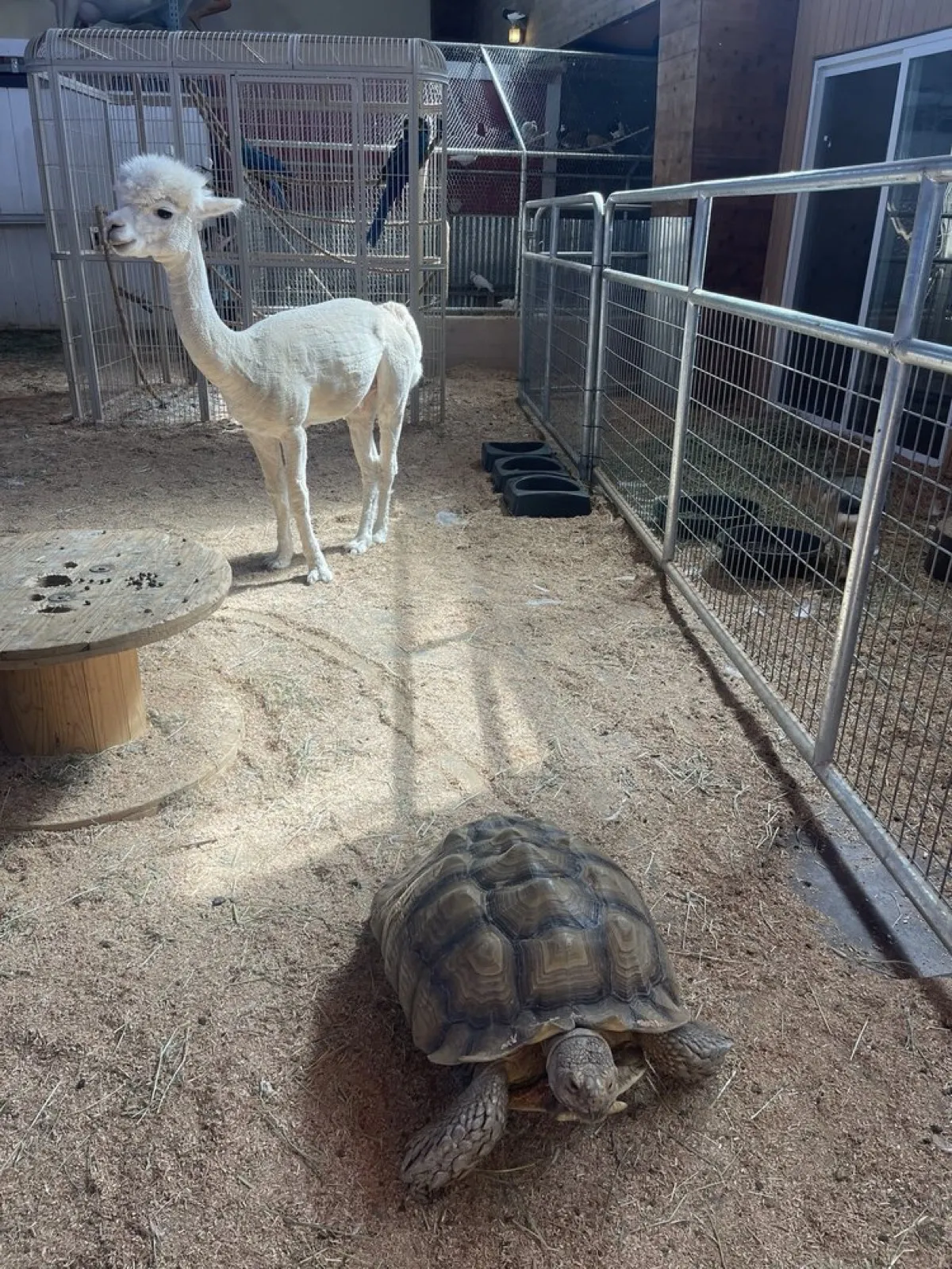Newport Discovery Zoo photo 2