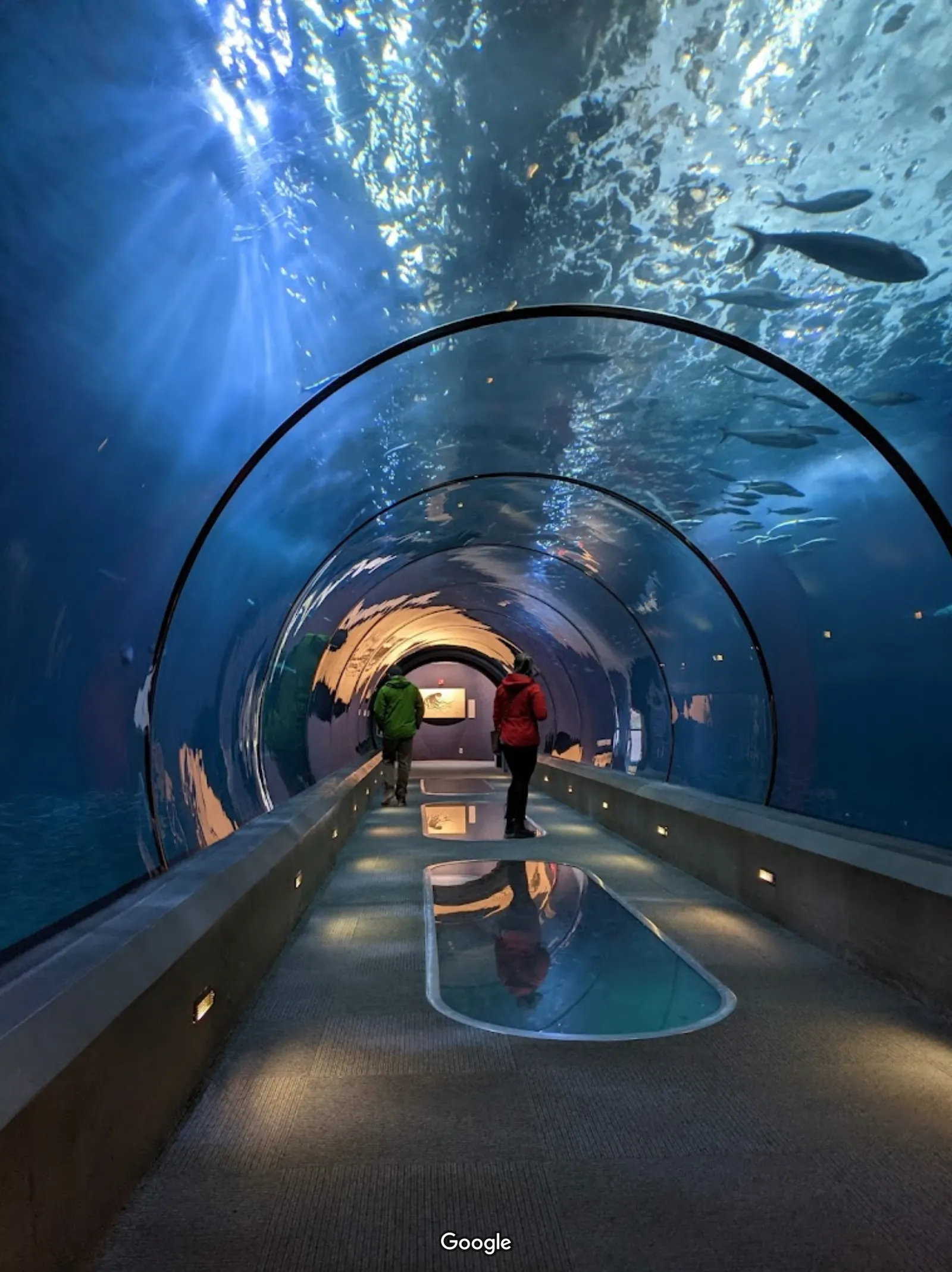 Oregon Coast Aquarium photo 10