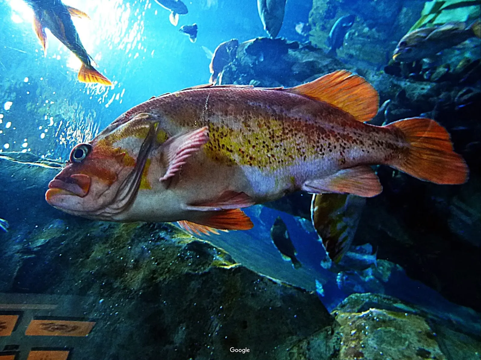 Oregon Coast Aquarium photo 3