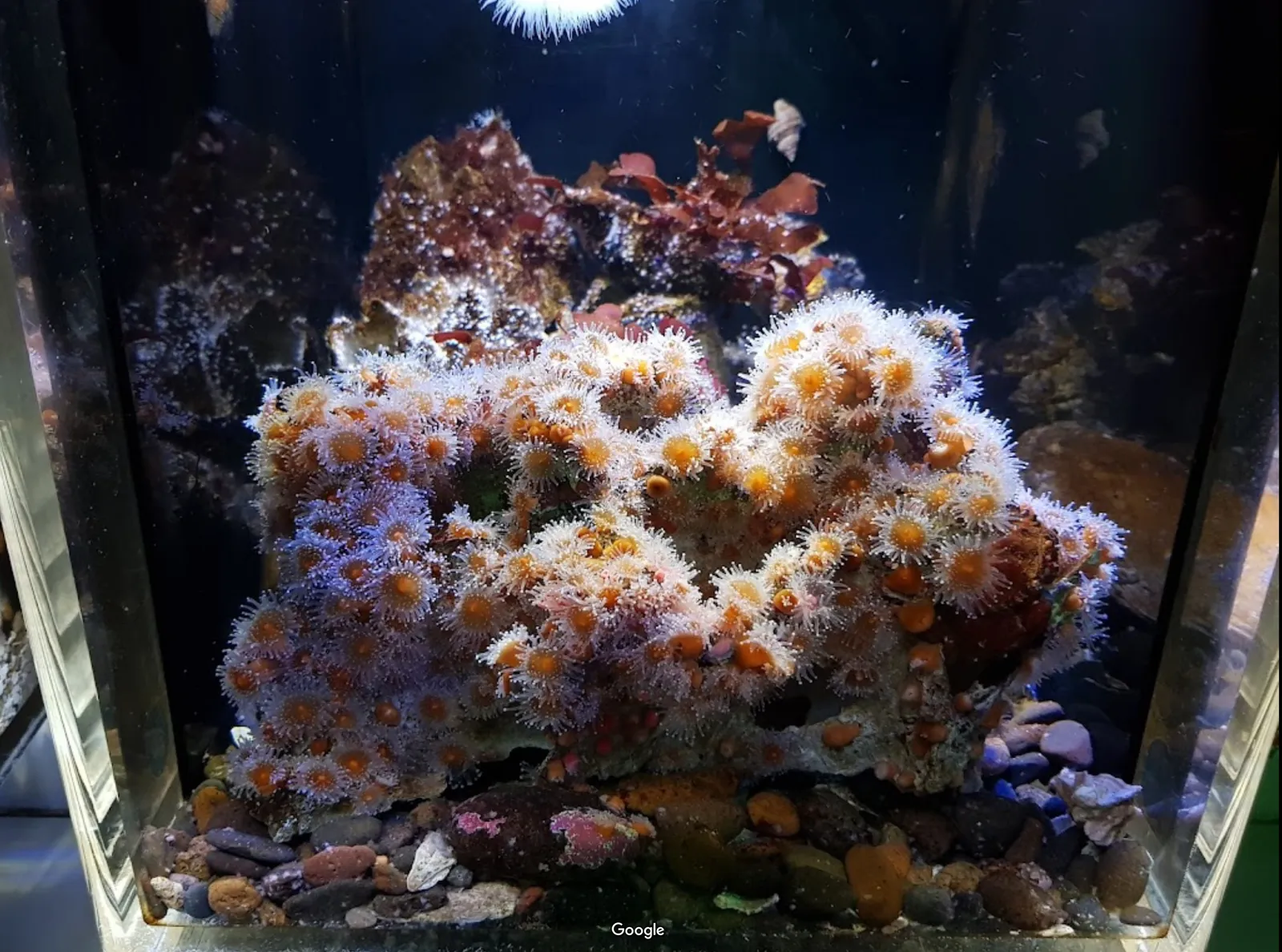 Oregon Coast Aquarium photo 4