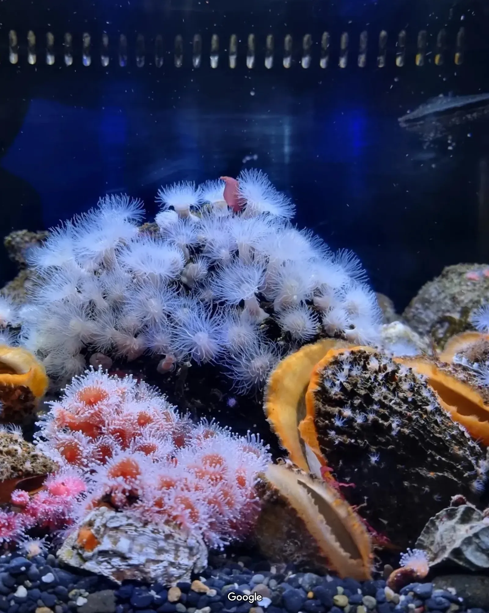 Oregon Coast Aquarium photo 5