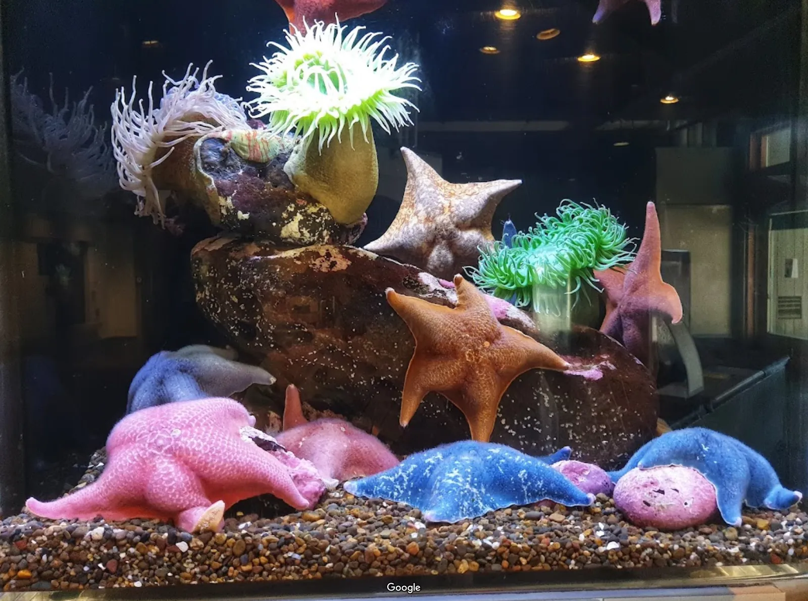 Oregon Coast Aquarium photo 6