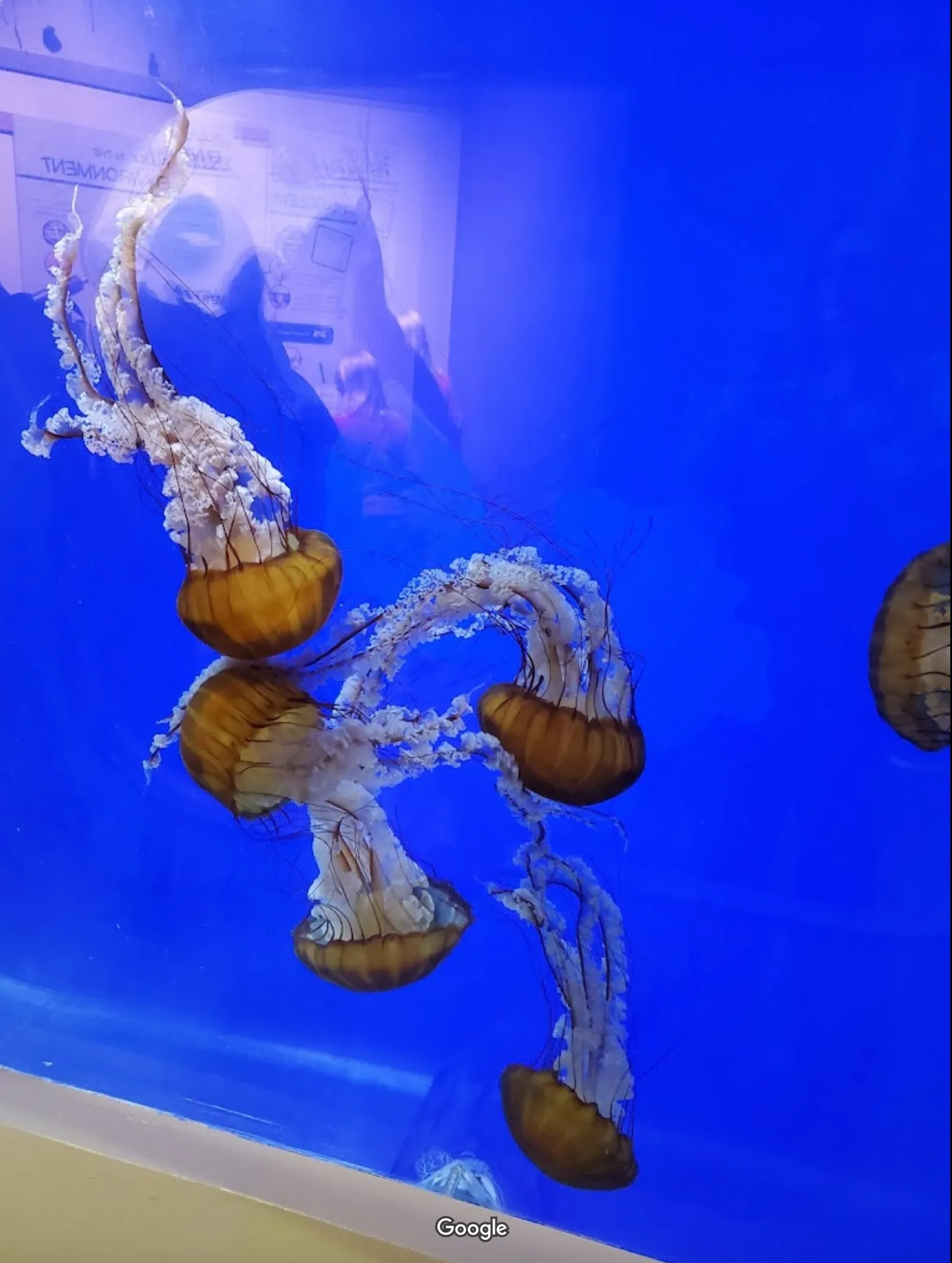 Oregon Coast Aquarium photo 7