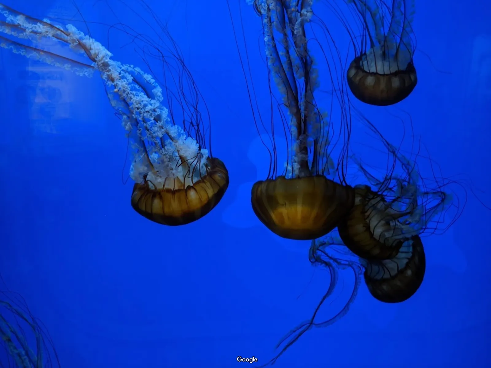 Oregon Coast Aquarium photo 8