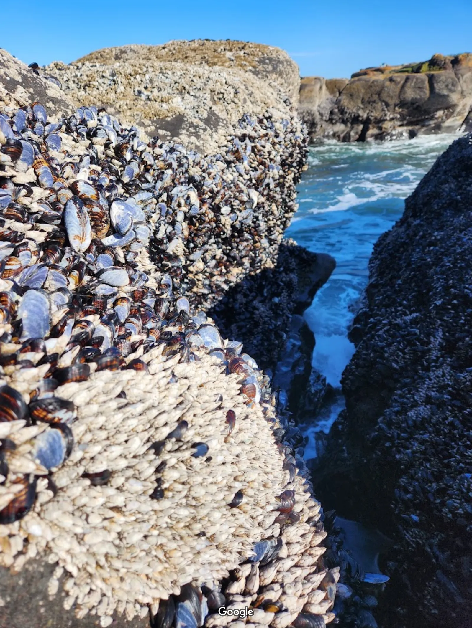 Smelt Sands State Park photo 10