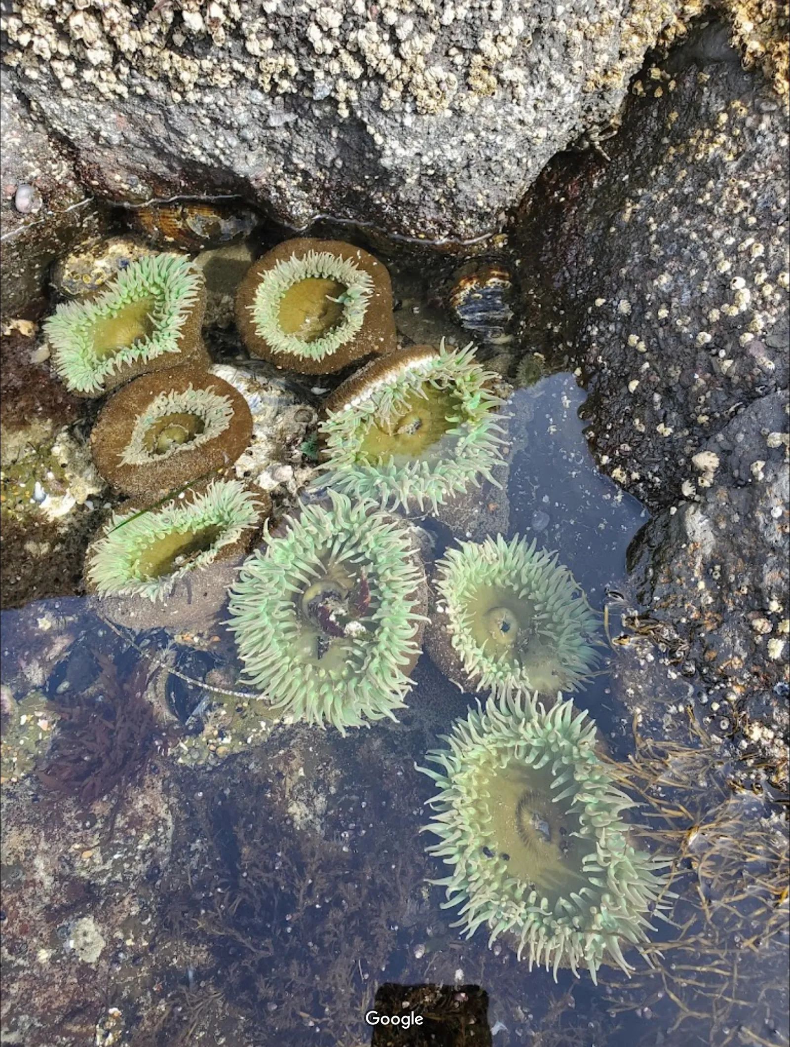Smelt Sands State Park photo 8
