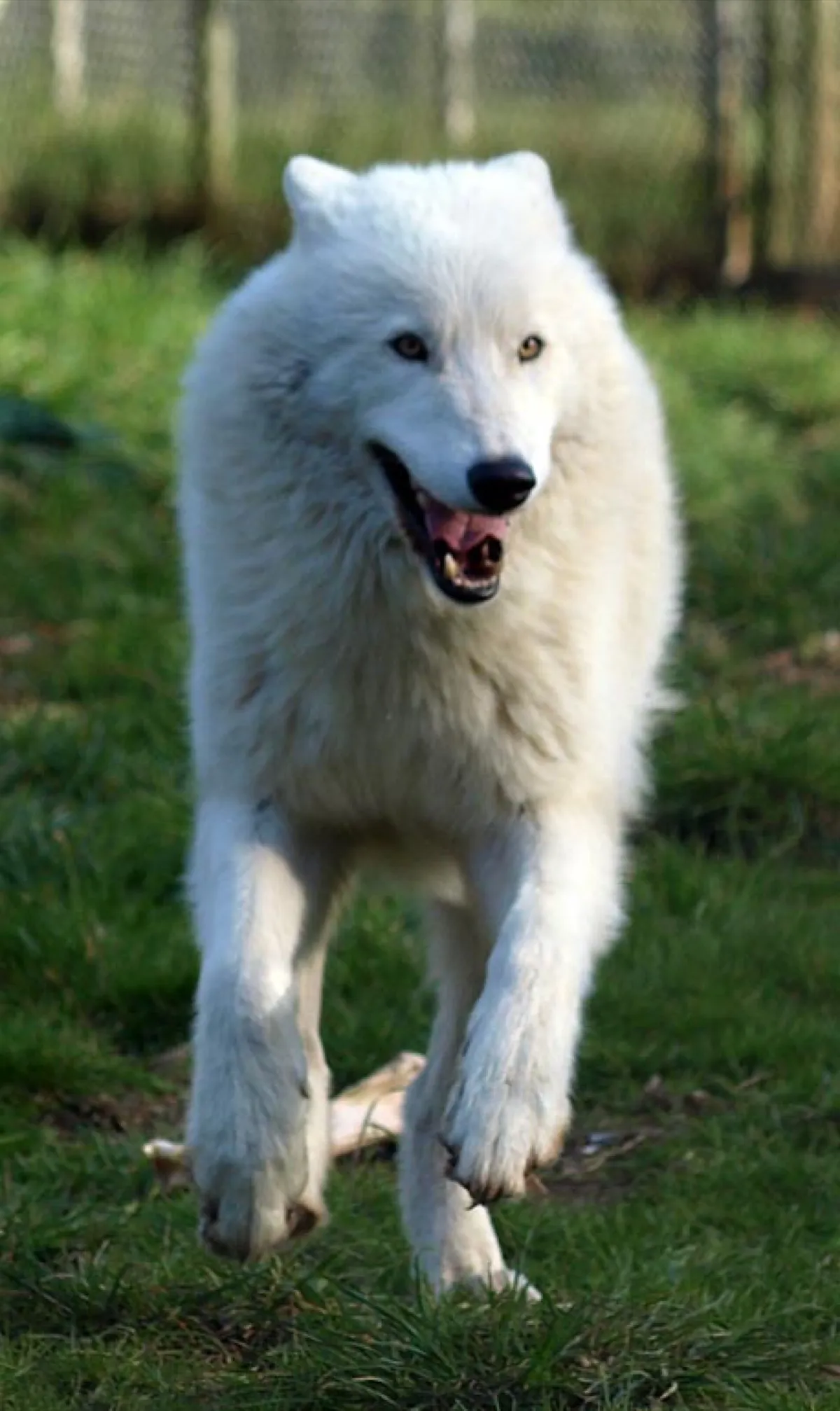 White Wolf Sanctuary