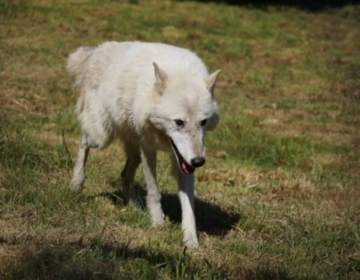 White Wolf Sanctuary photo 2