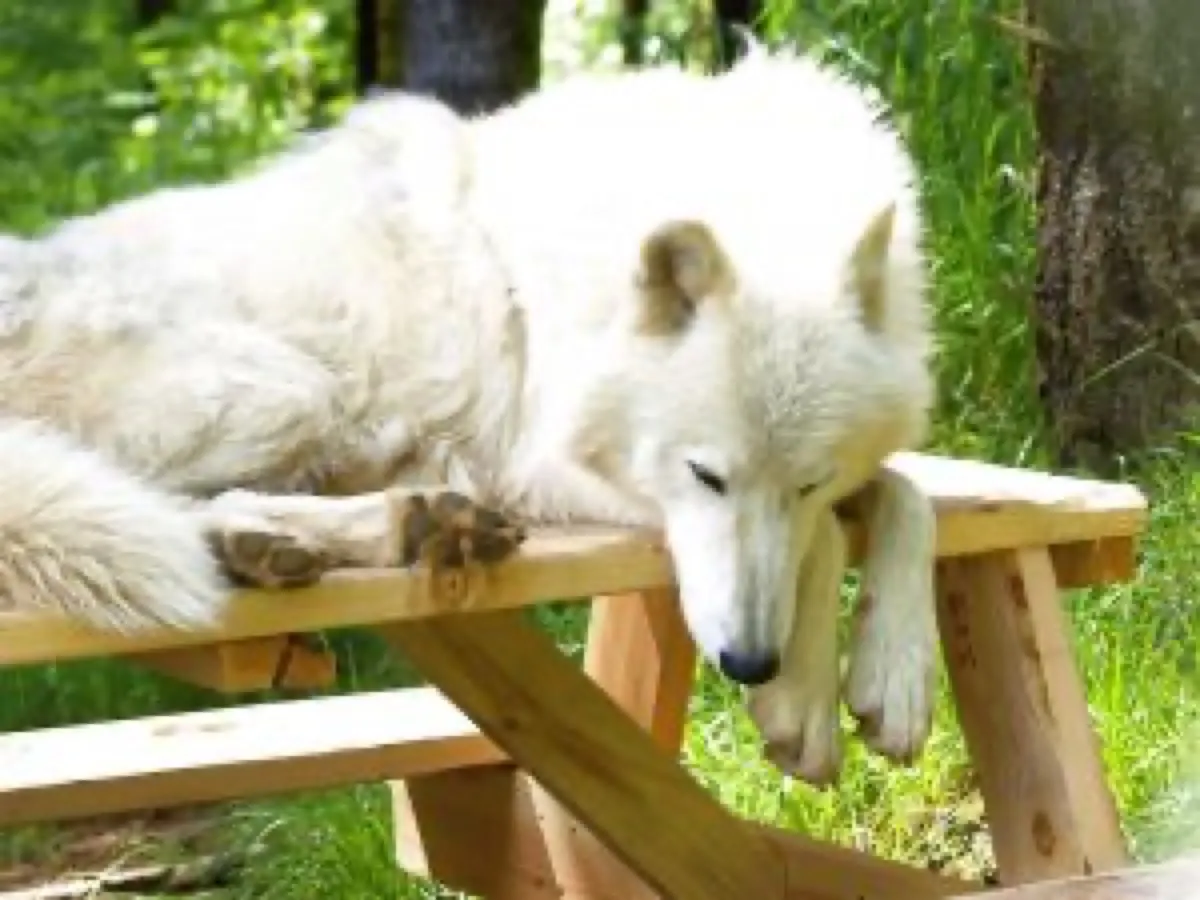 White Wolf Sanctuary photo 3