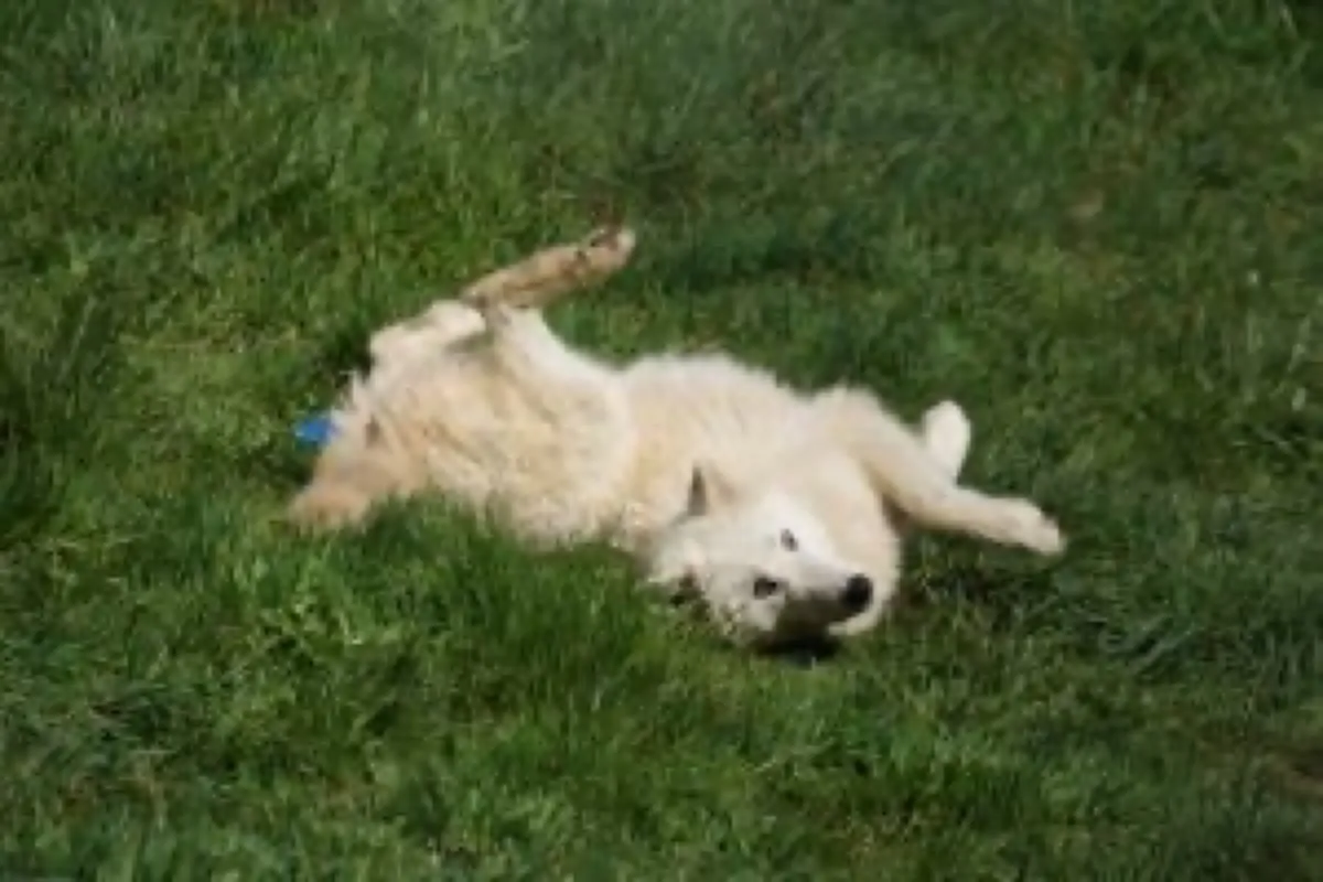 White Wolf Sanctuary photo 4