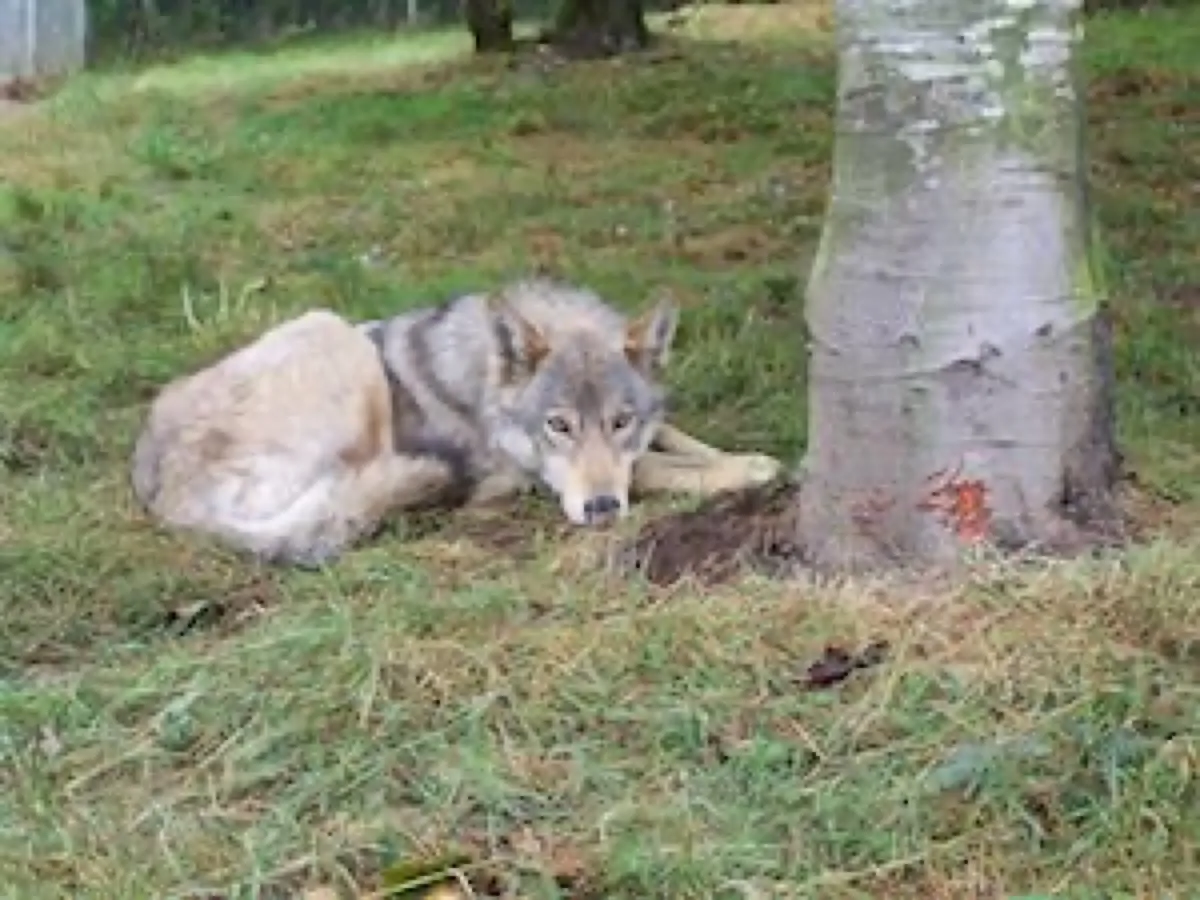 White Wolf Sanctuary photo 5