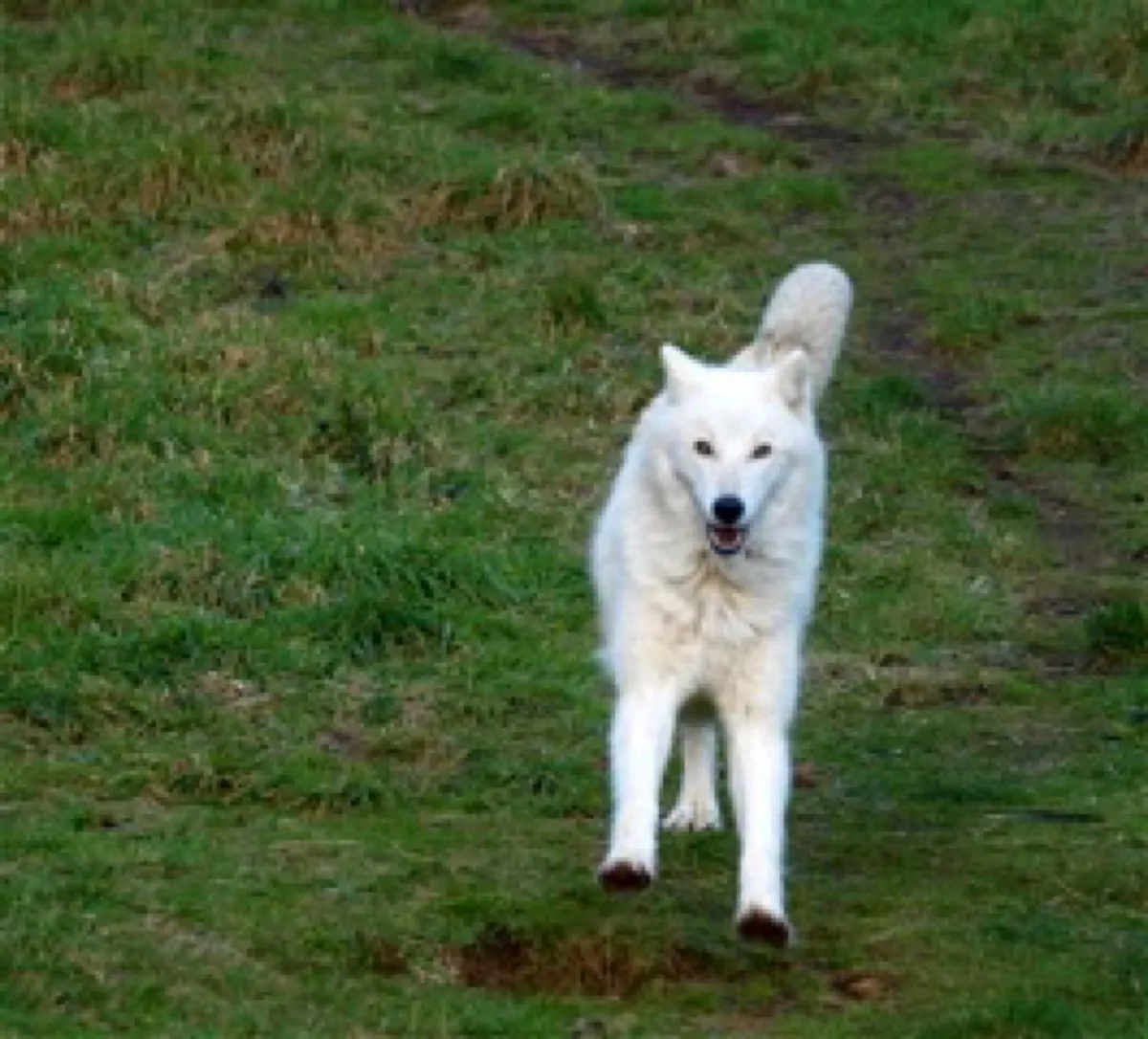 White Wolf Sanctuary photo 6