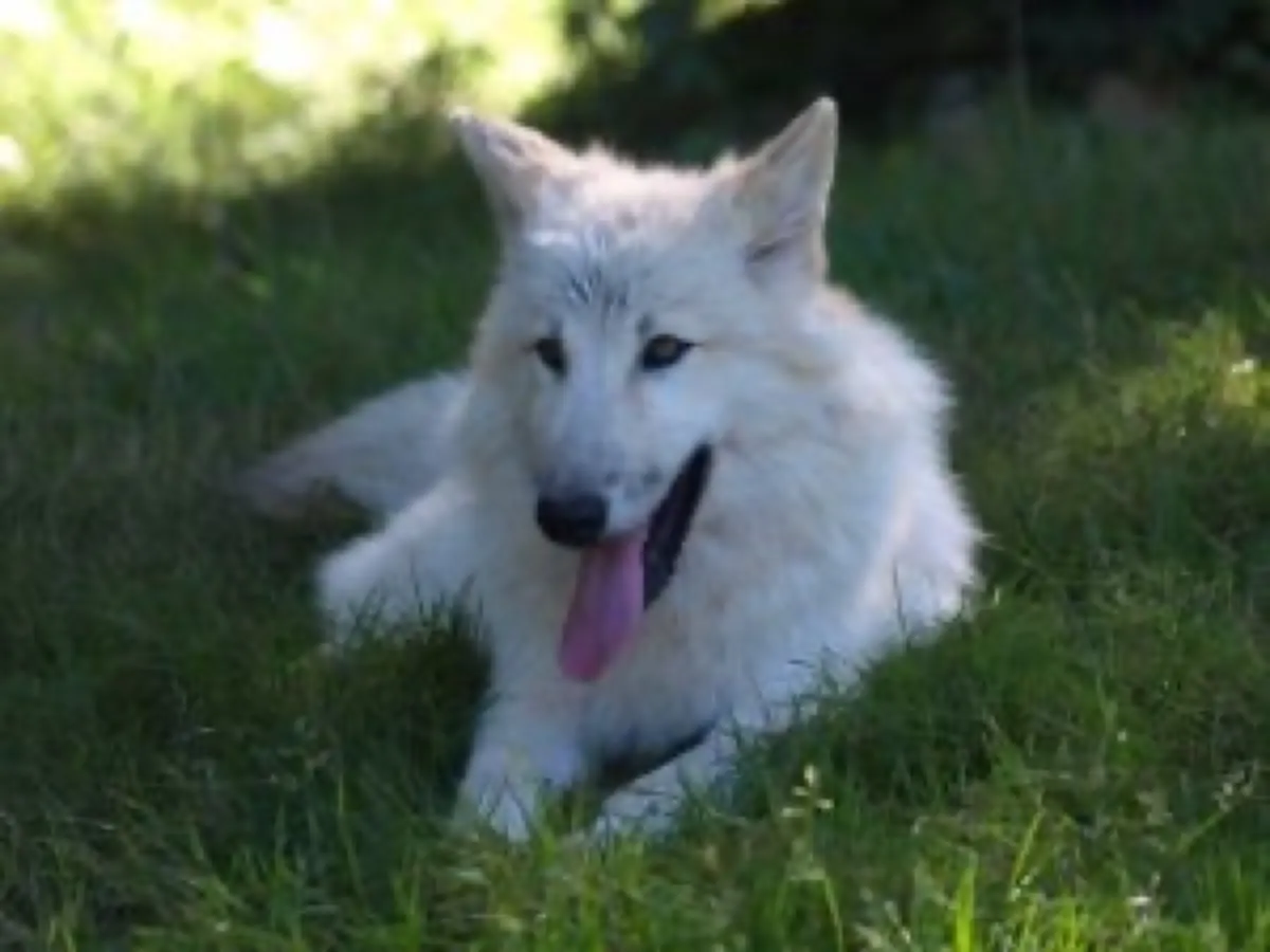 White Wolf Sanctuary photo 7