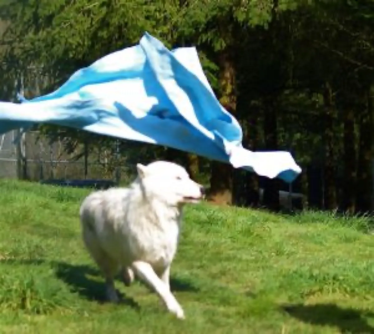 White Wolf Sanctuary photo 8