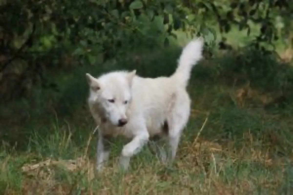White Wolf Sanctuary photo 9
