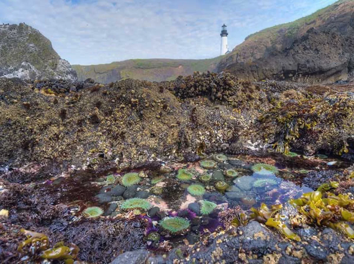 Yaquina Head Interpretive Center photo 4
